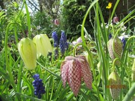Fritillaries and grape hyacinths