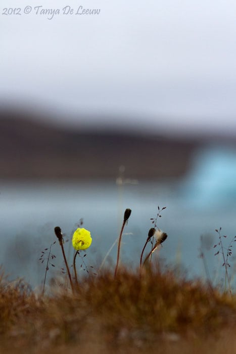 Arctic flower