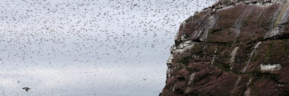Grand Newfoundland birding tour 2016
