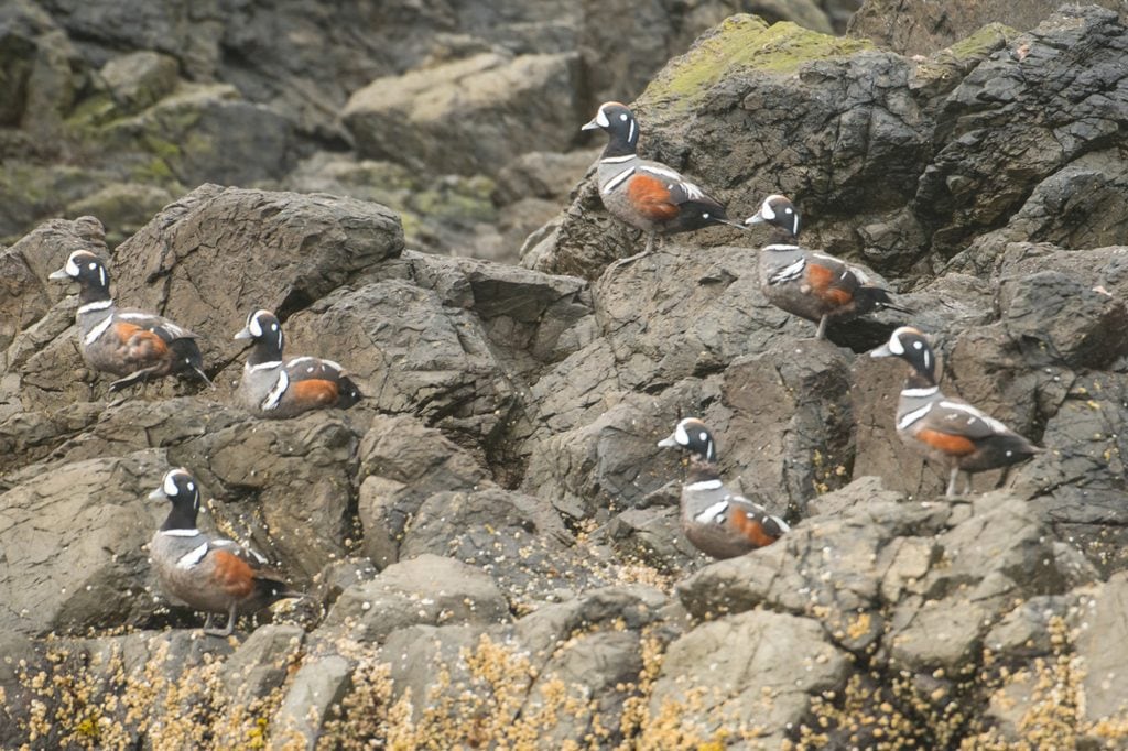 Harlequin Ducks