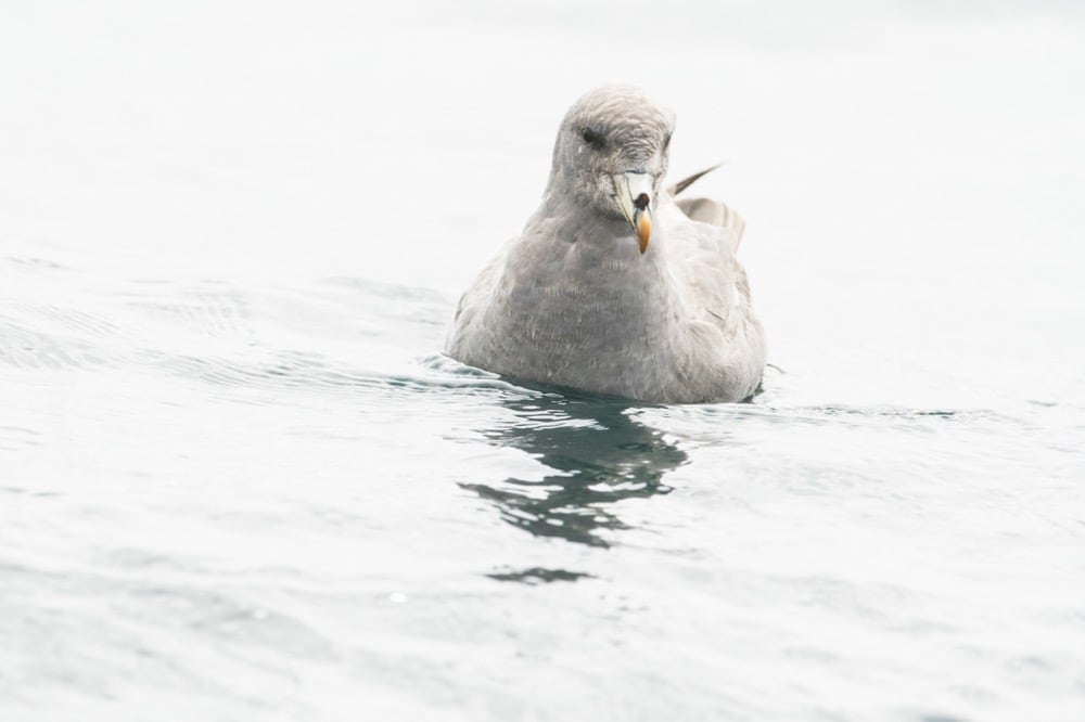 Northern Fulmar