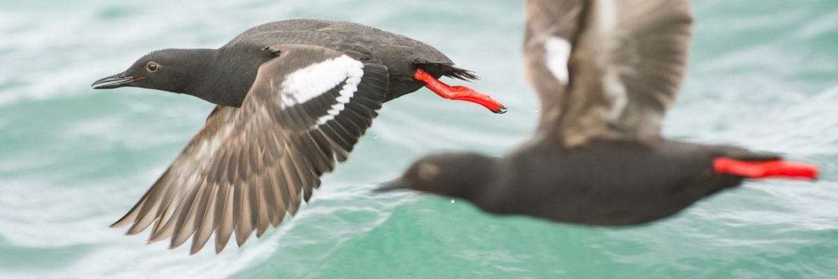 Pelagic birding in Tofino, British Columbia