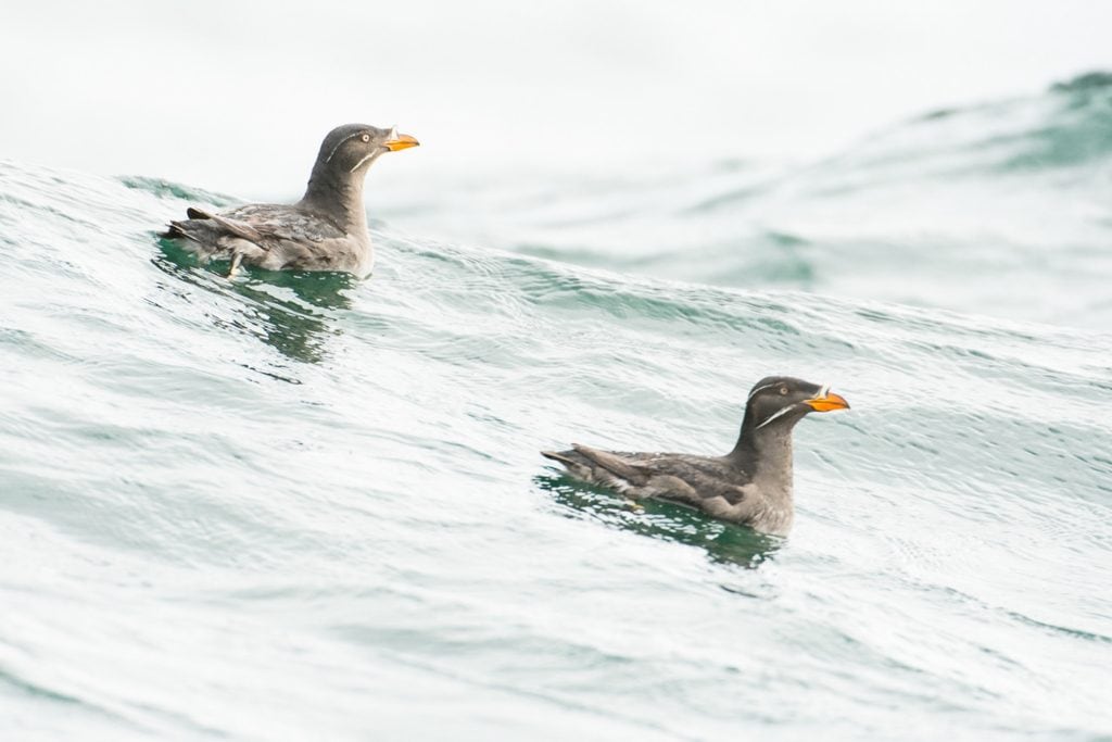 Rhinoceros Auklet