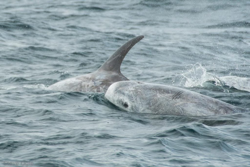 Risso's Dolphins