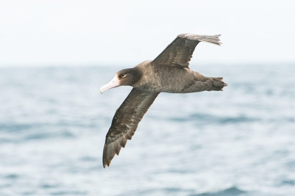 Short-tailed Albatross