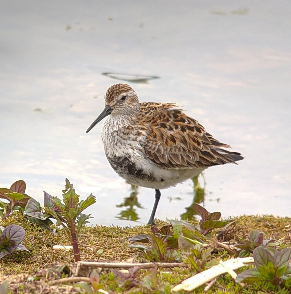 Dunlin, Blashford Lake