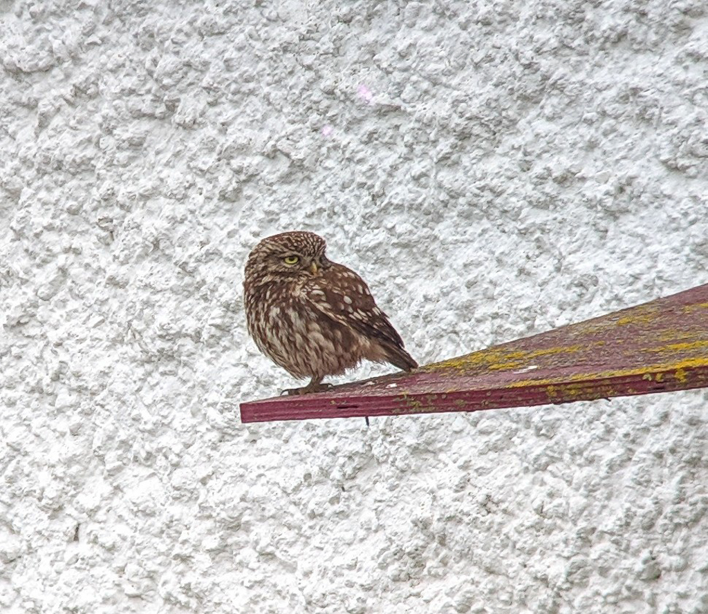 Little Owl
