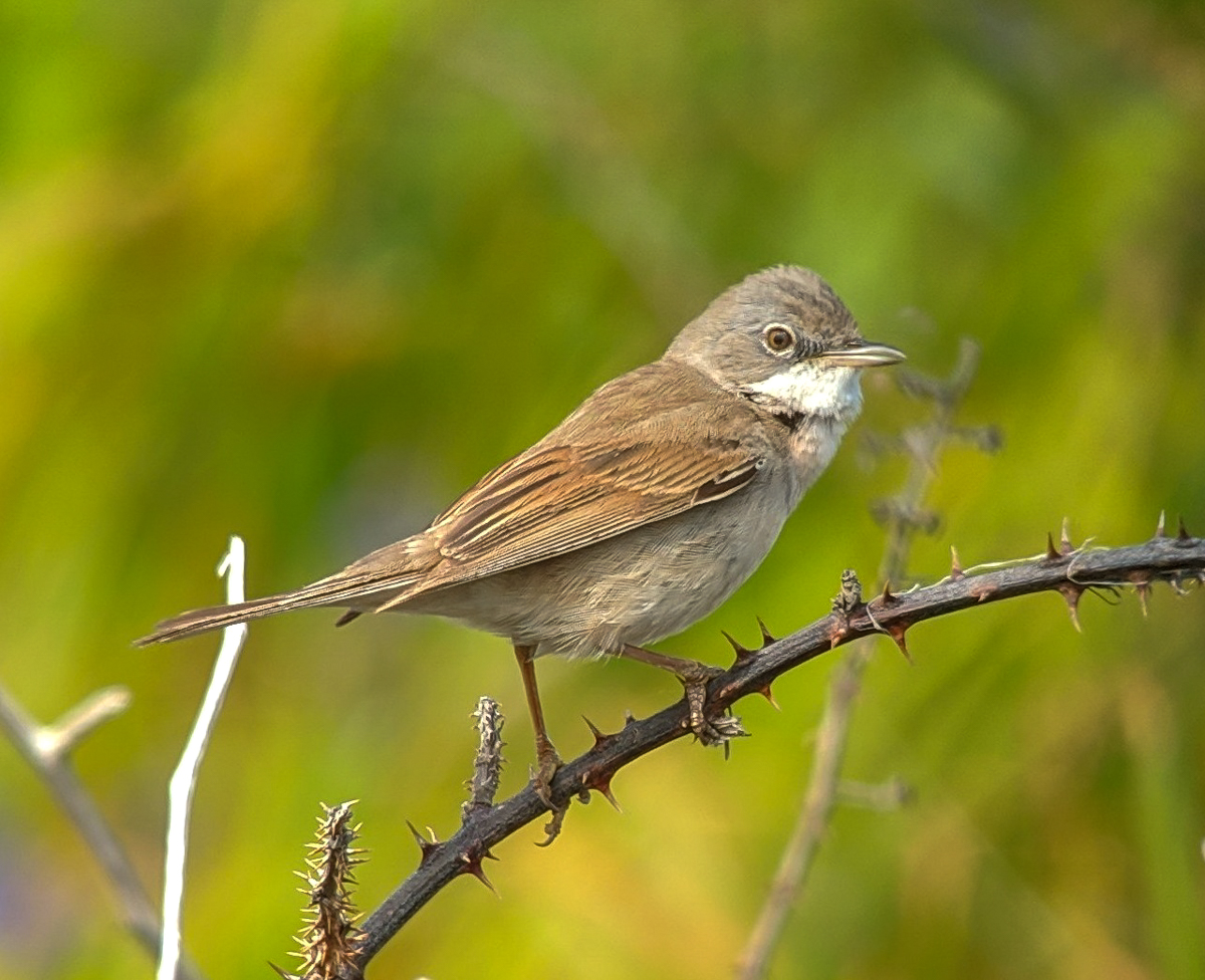 Greater Whitethroat