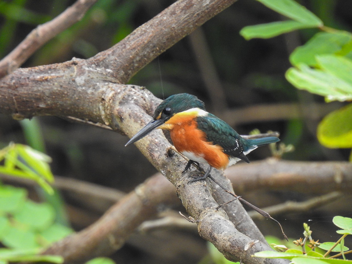 American Pygmy Kingfisher