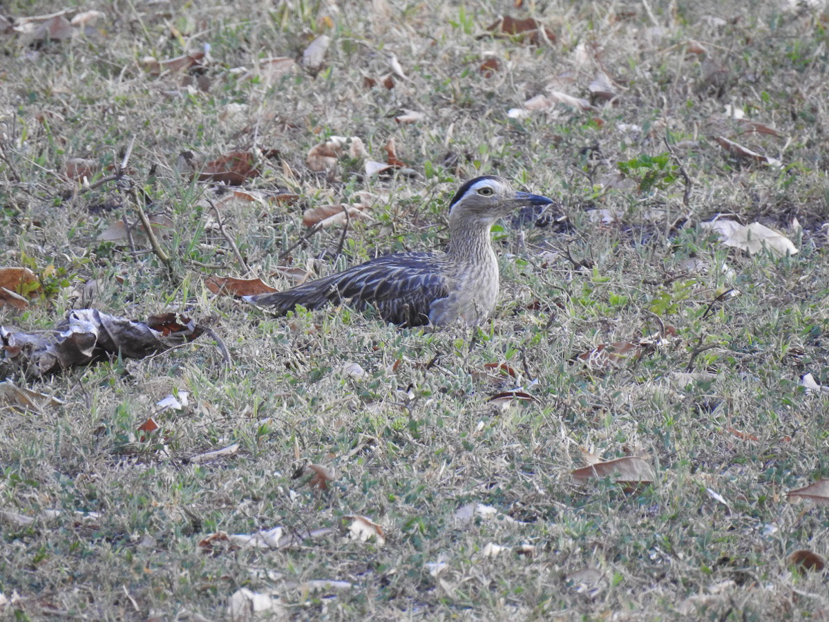 Double-striped Thicknees