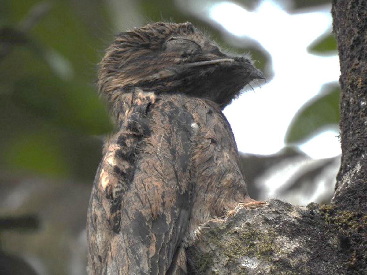 Great Potoo