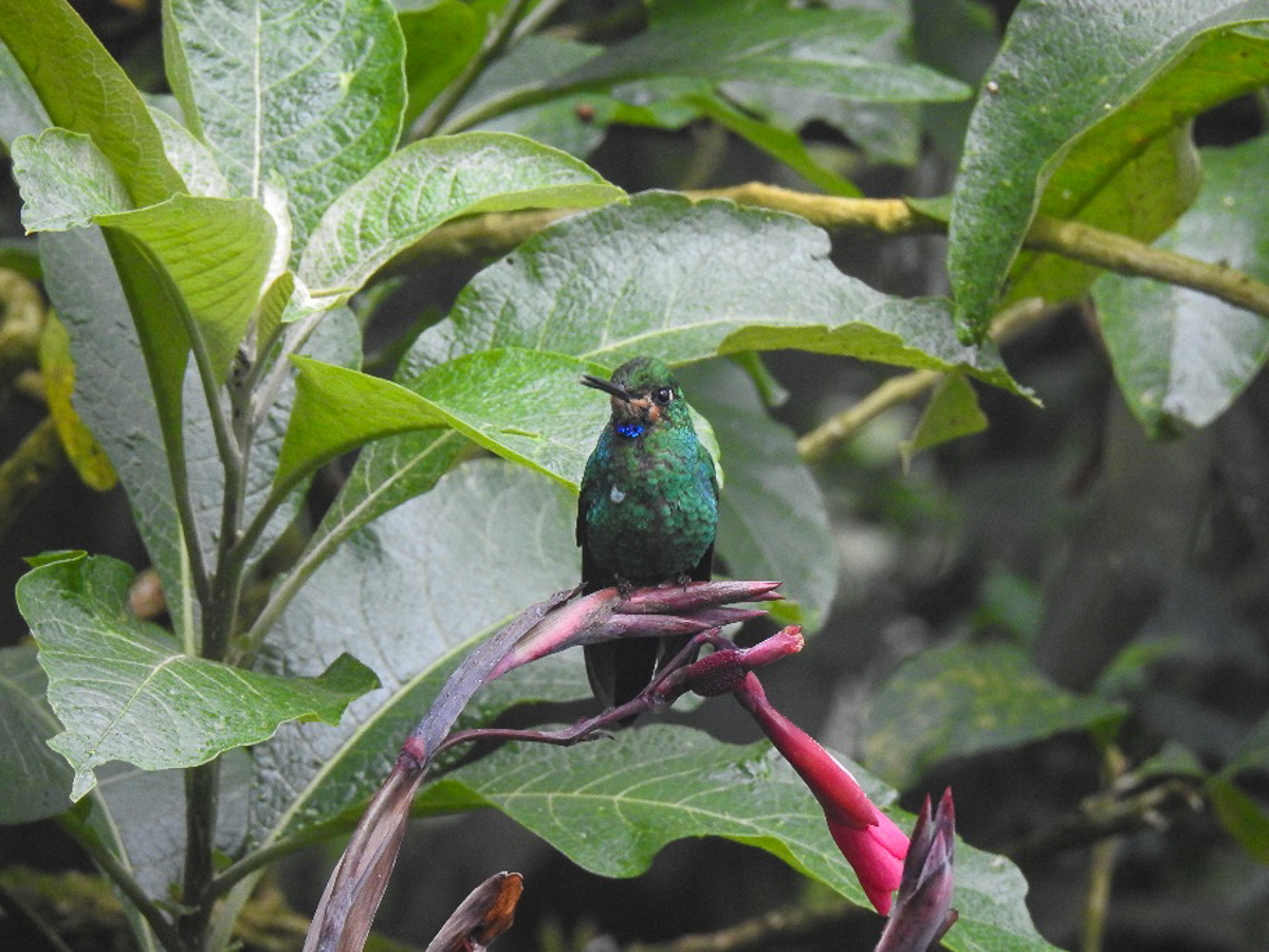Green-crowned Brilliant