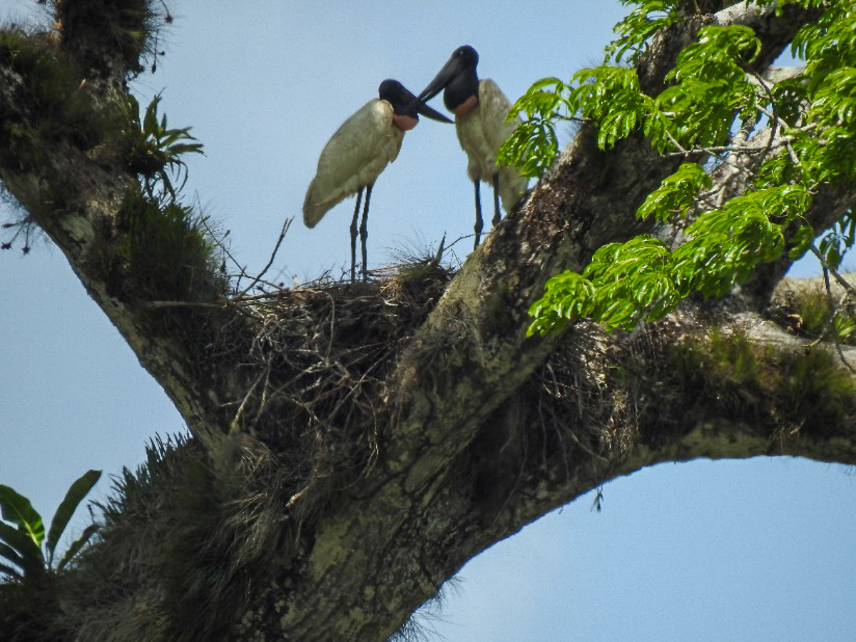 Jabiru