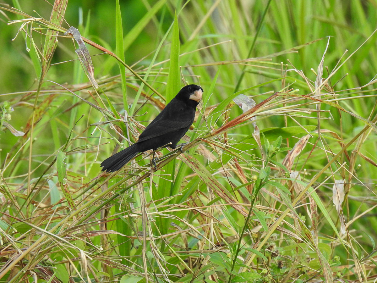 Nicaraguan Seed-Finch