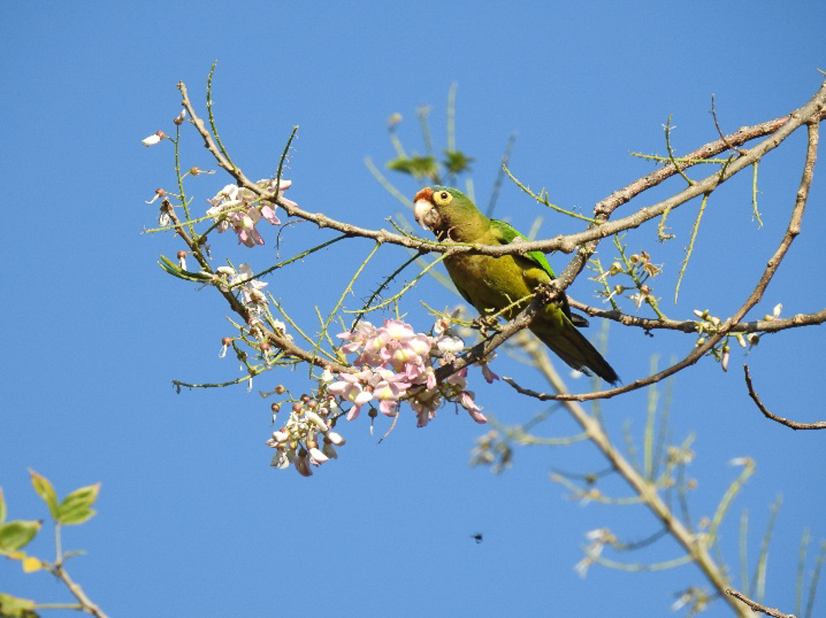 Orange-fronted Parakeet