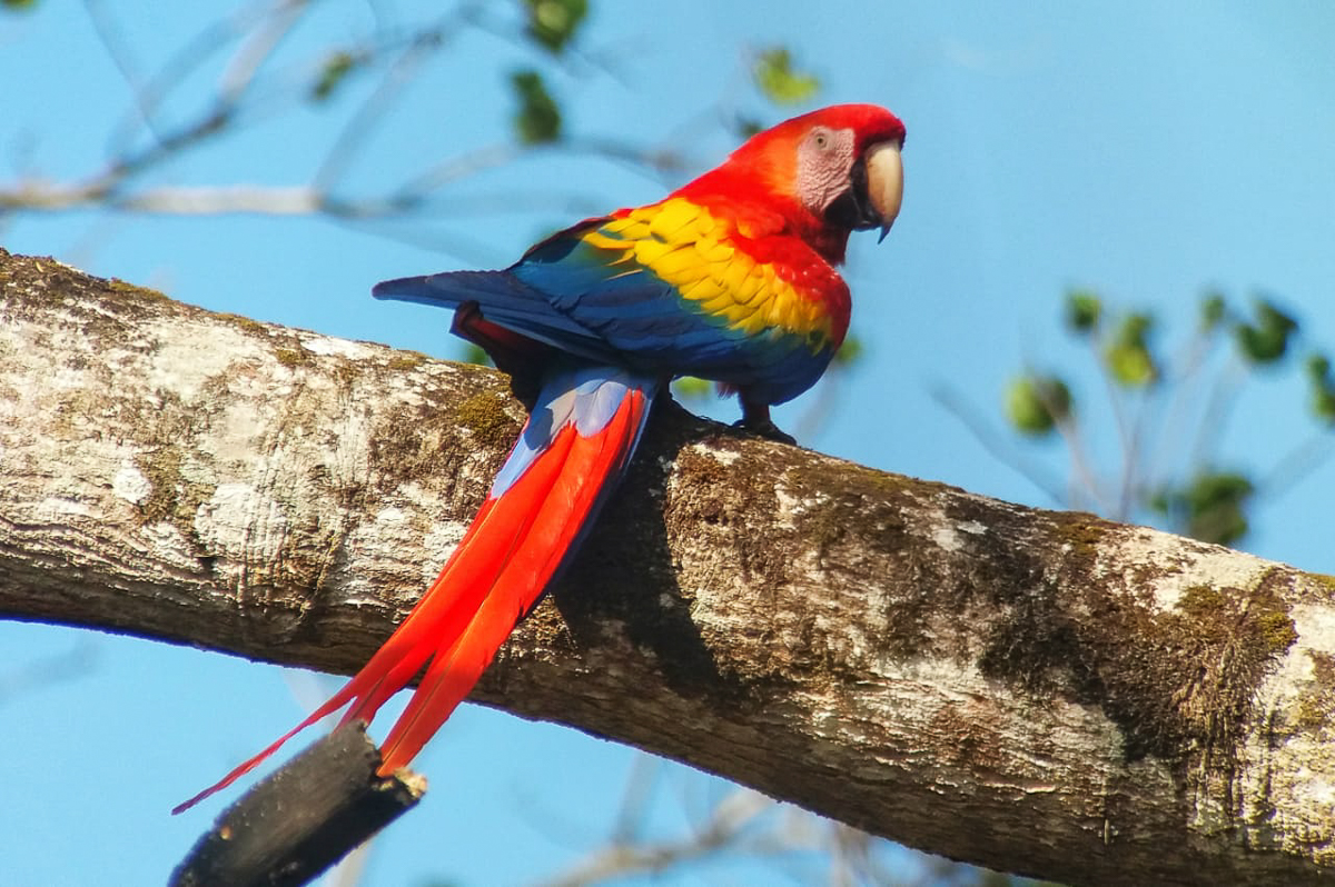 Scarlet Macaw