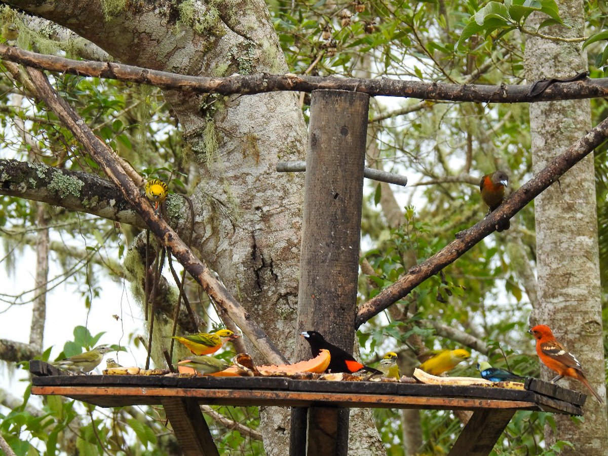 Tanagers Costa Rica