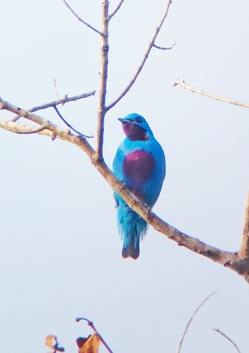 Turquoise Cotinga 