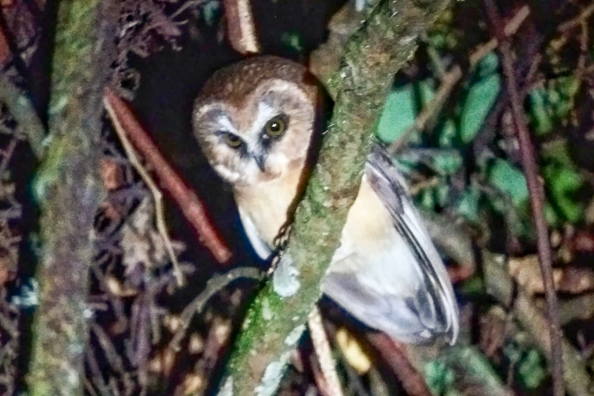 Unspotted Saw-whet Owl