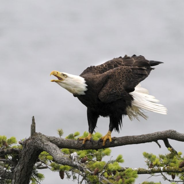Bald Eagle
