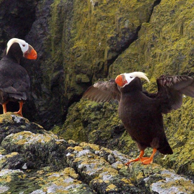 Tufted Puffins