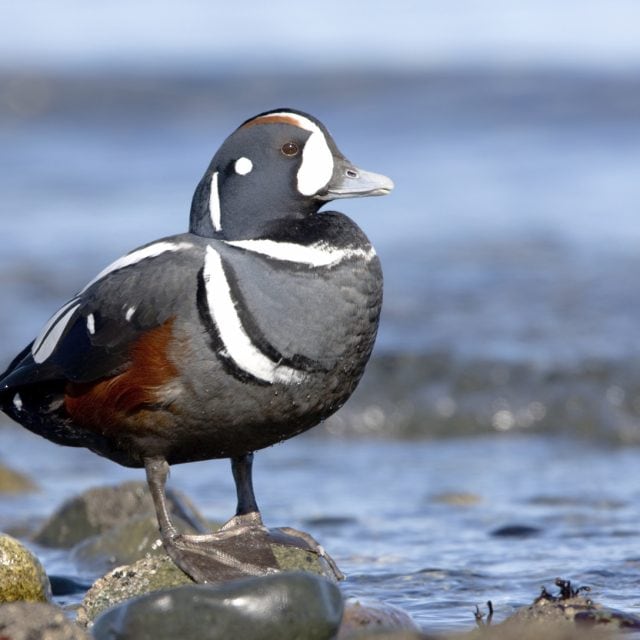 Harlequin Duck