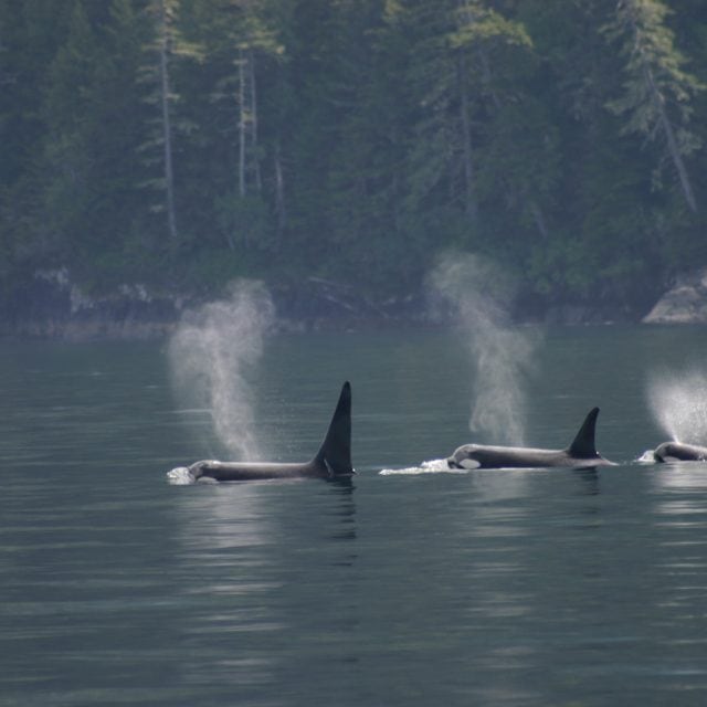Orcas