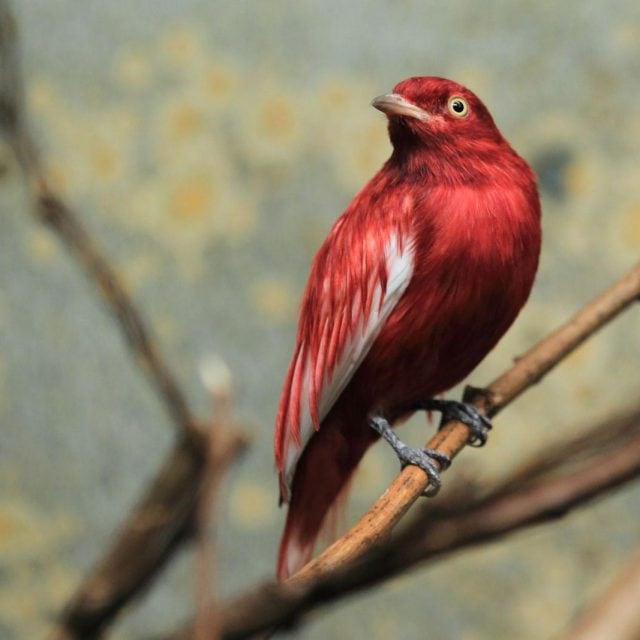 Pompadour Cotinga
