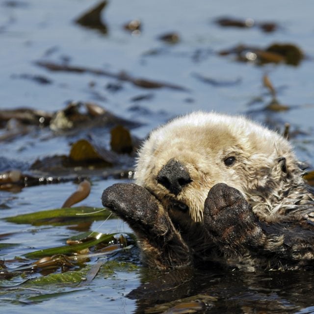Sea Otter