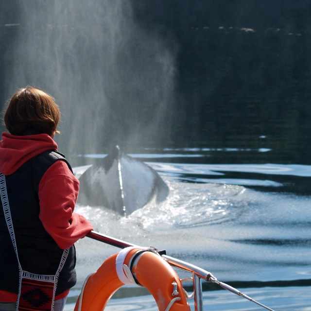 Whale watching, Haida Gwaii