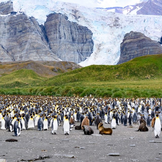 King Penguins South Georgia