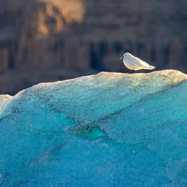 Ivory Gull on iceberg