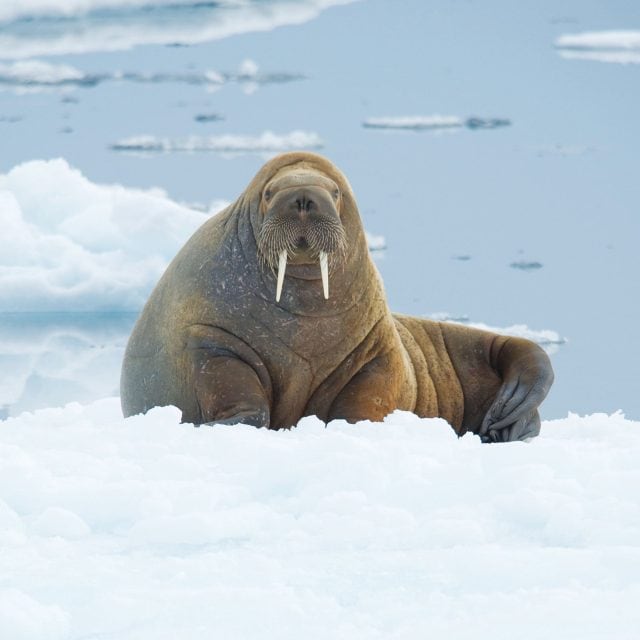 Walrus