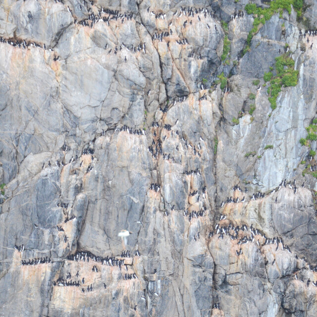 Murres on bird cliff