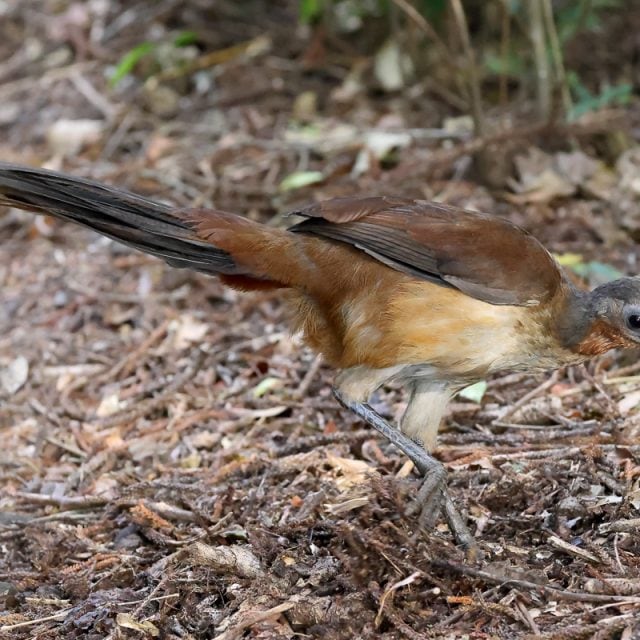 Albert's Lyrebird