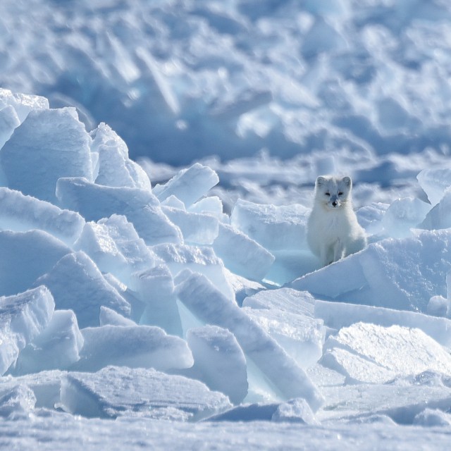 Arctic Fox