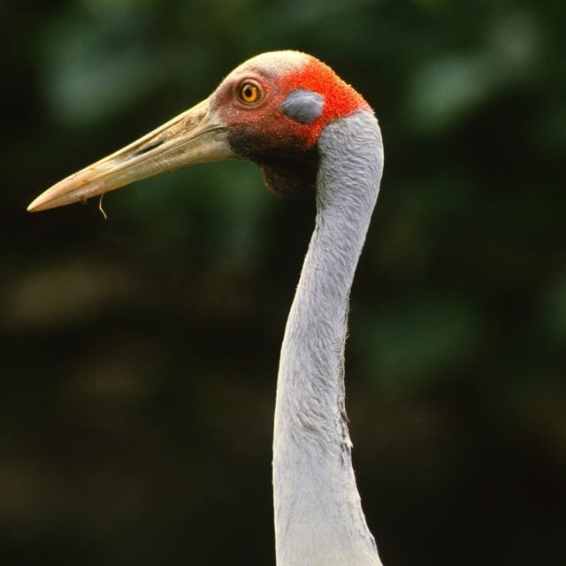 Brolga