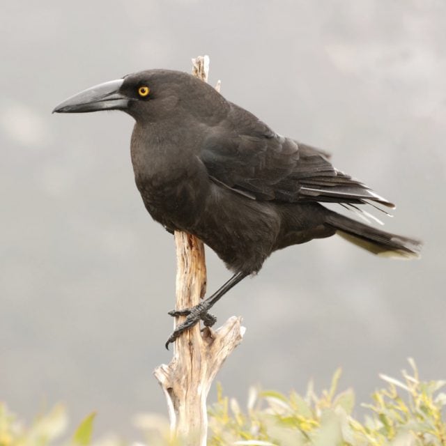 Black Currawong