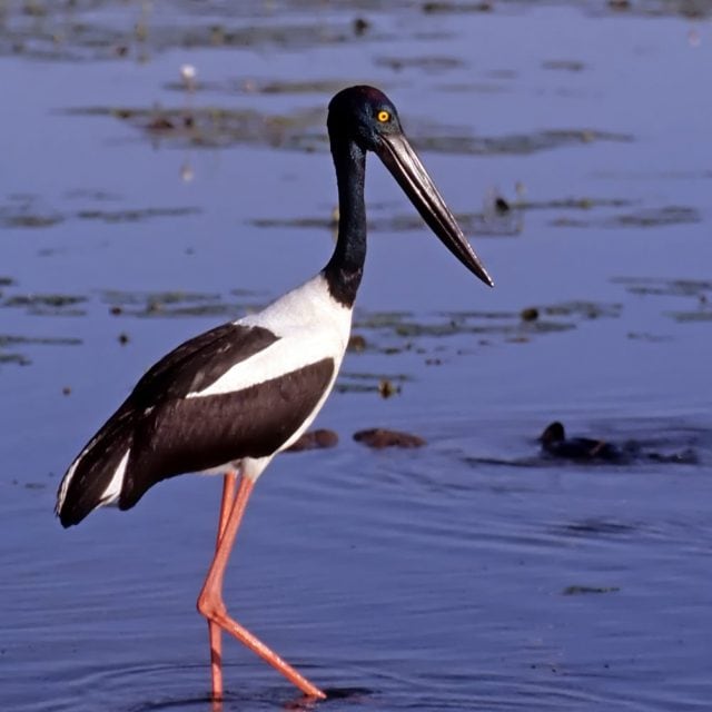 Black-necked Stork