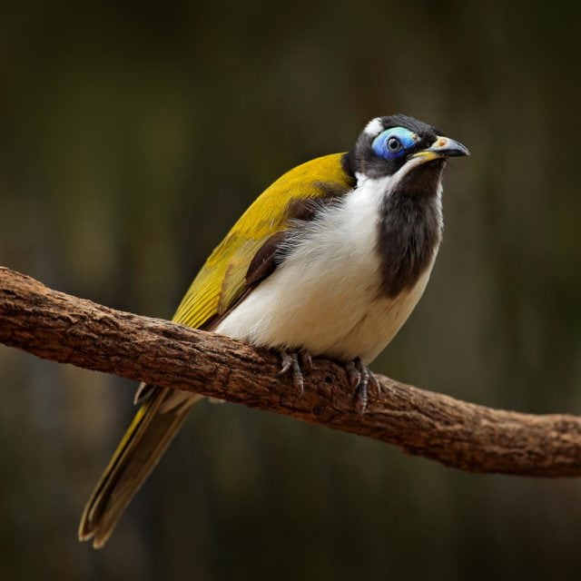 Blue-faced Honeyeater