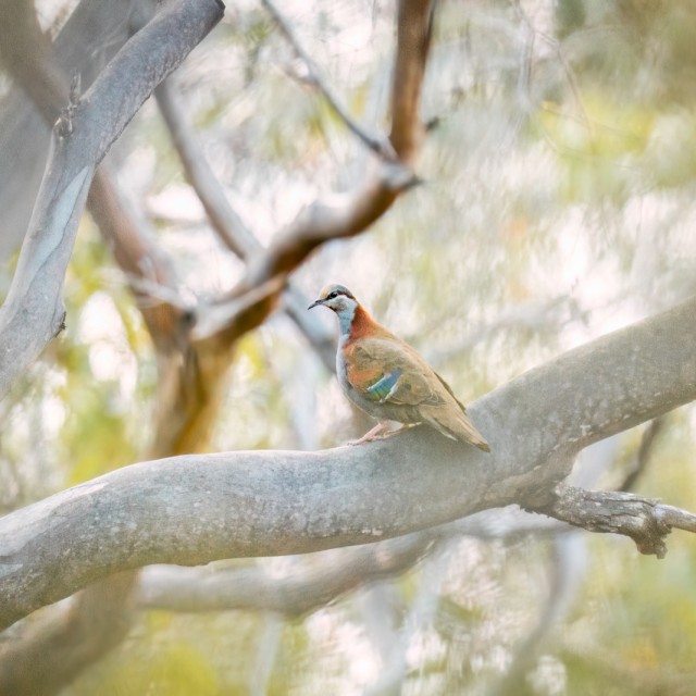 Brush Bronzewing