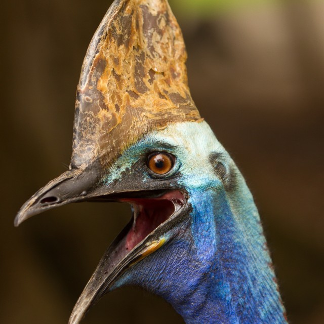 Cassowary