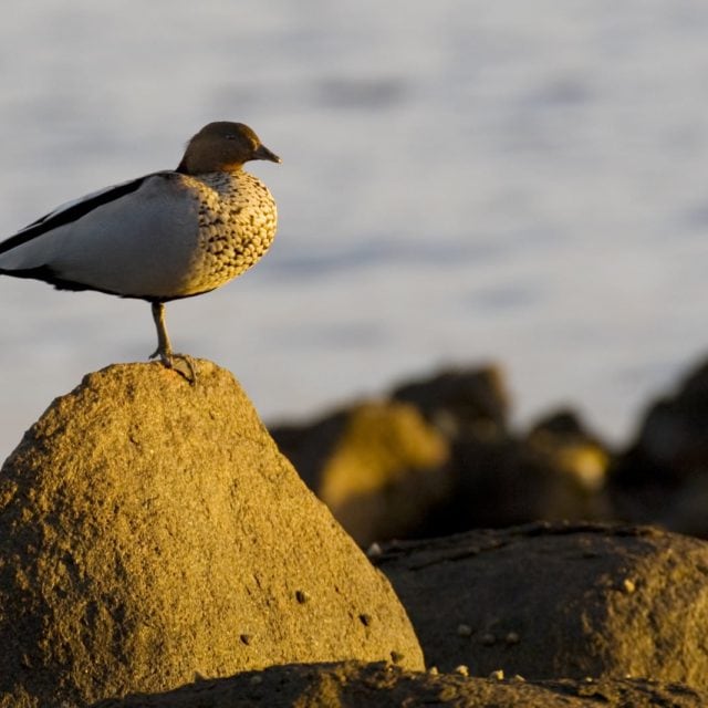 Australian Wood Duck