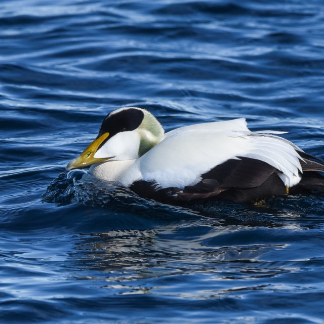 Common Eider