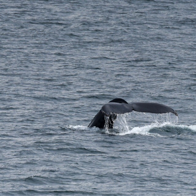 whale watching Iceland