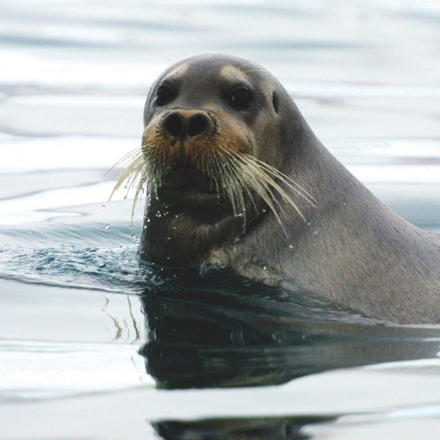 Bearded seal in Arctic