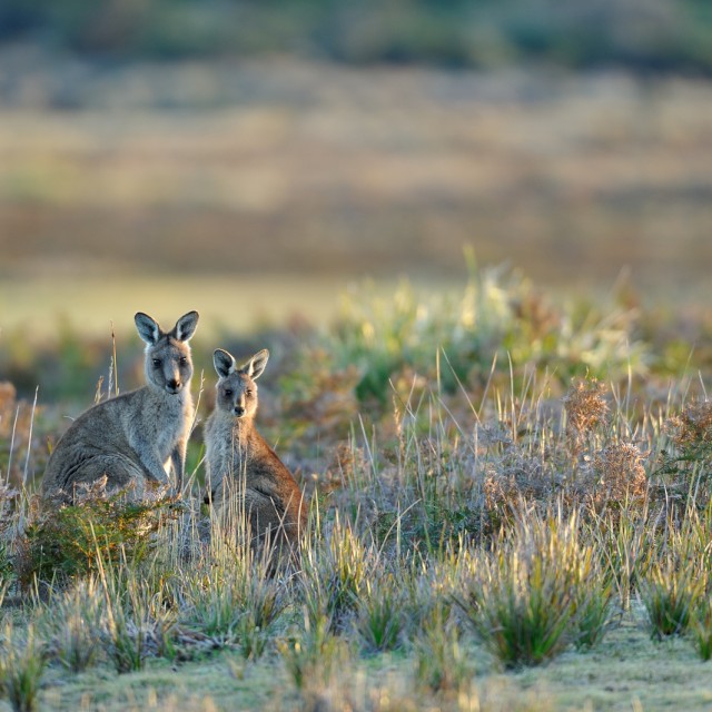 Eastern Grey Kangaroo