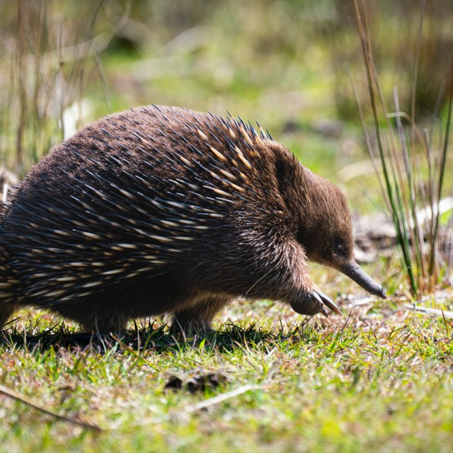 Echidna