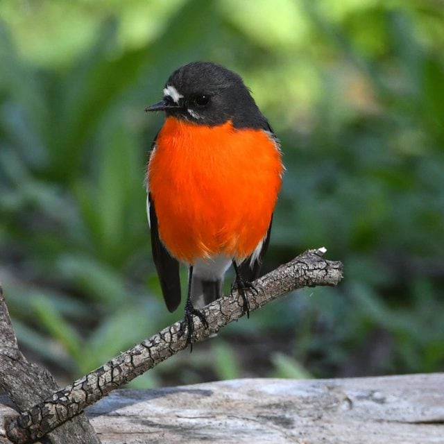 Flame Robin