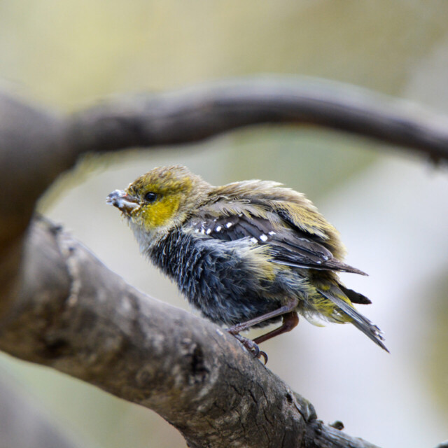 Forty-spotted Pardalote; Pardalotus quad ragintus